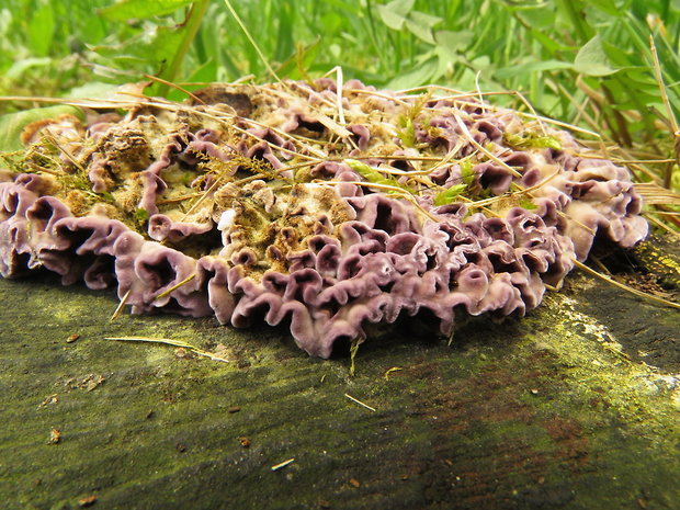 pevníkovec purpurový Chondrostereum purpureum (Pers.) Pouzar