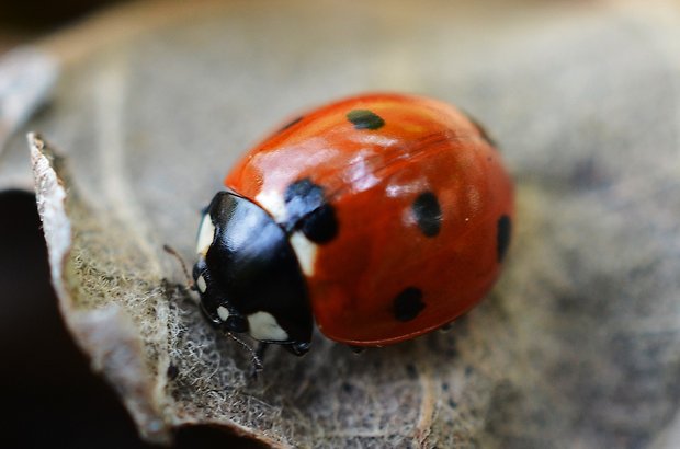 lienka sedembodková Coccinella septempunctata