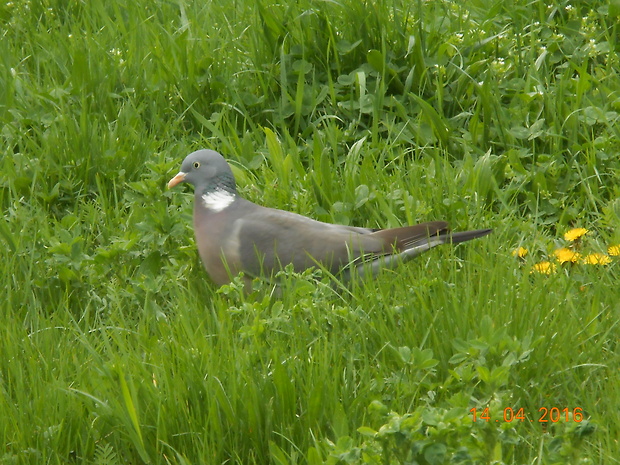 holub hrivňák Columba palumbus