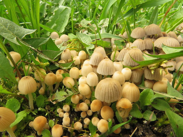 hnojník rozsiaty Coprinellus disseminatus (Pers.) J.E. Lange