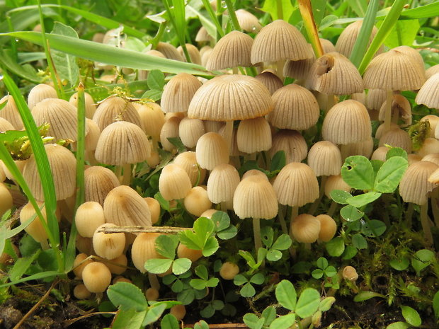 hnojník rozsiaty Coprinellus disseminatus (Pers.) J.E. Lange