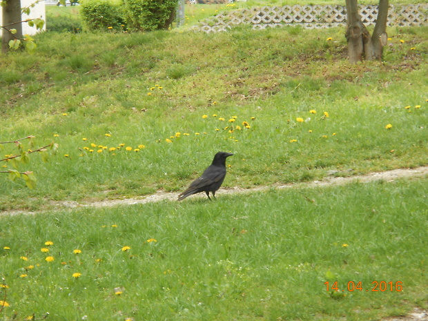 vrana túlavá západoeuropska Corvus corone corone