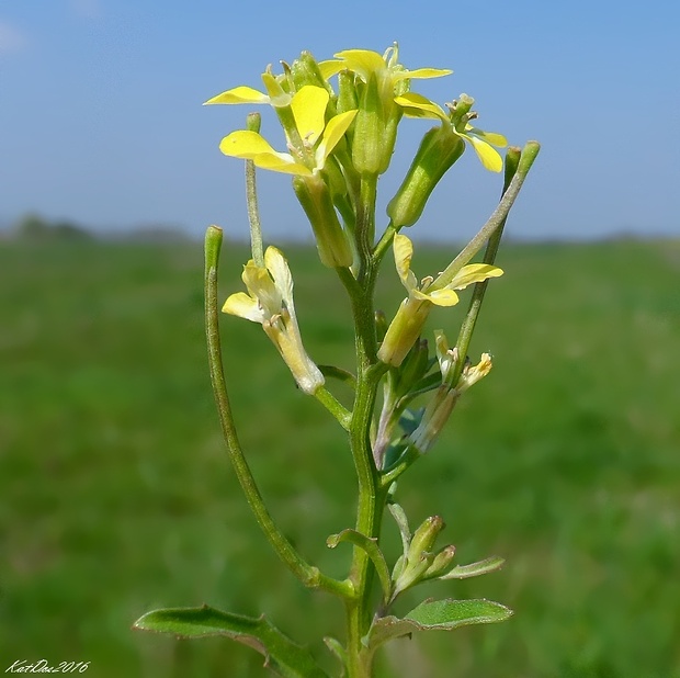 horčičník rozložitý Erysimum repandum L.