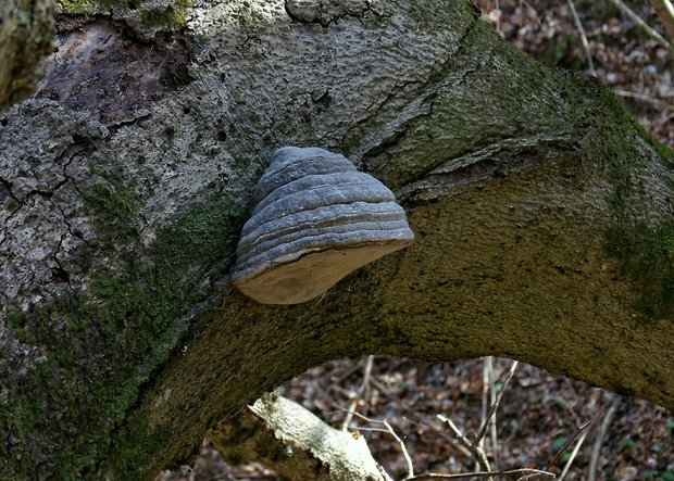 práchnovec kopytovitý Fomes fomentarius (L.) J.J. Kickx