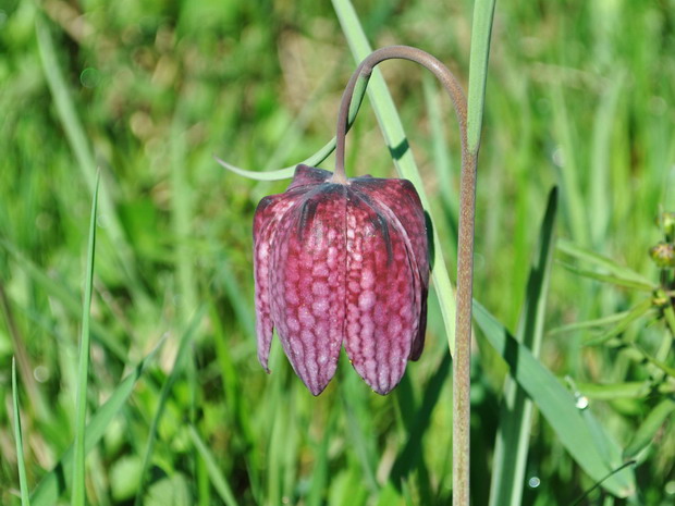 korunkovka strakatá Fritillaria meleagris L.