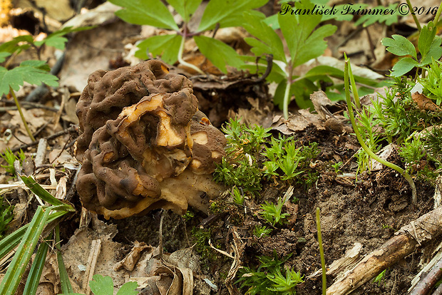 ušiak obrovský Gyromitra gigas (Krombh.) Cooke