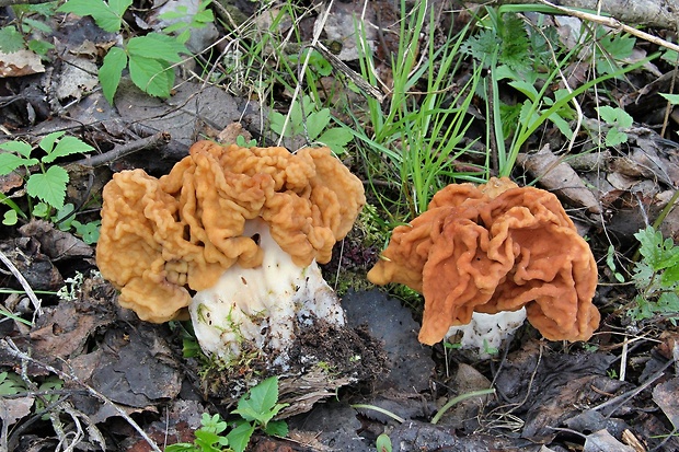 ušiak obrovský Gyromitra gigas (Krombh.) Cooke