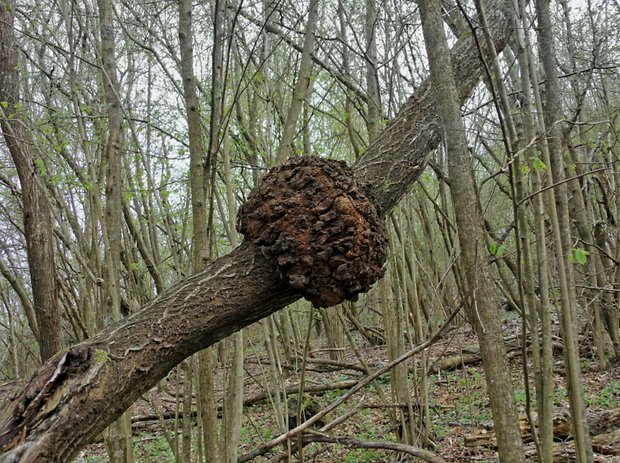 ryšavec šikmý Inonotus obliquus (Ach. ex Pers.) Pilát