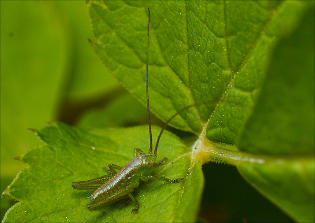 kobylka bielopása Leptophyes albovittata