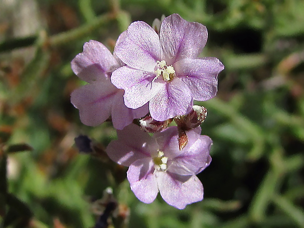 limonka Limonium cancellatum (Bertol.) Kuntze