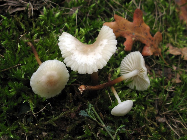 tanečnica fialovosivá karpatská Marasmius wynneae f. carpaticus (Pouzar) Antonín & Noordel.