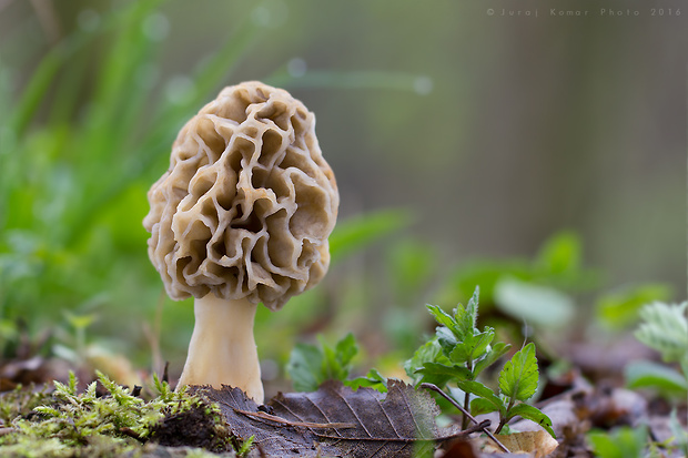 smrčok jedlý Morchella esculenta (L.) Pers.