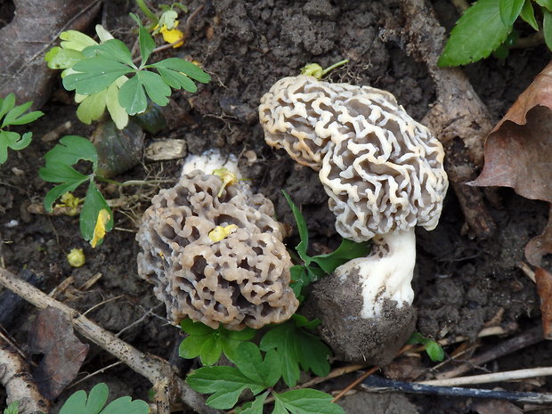 smrčok jedlý Morchella esculenta (L.) Pers.