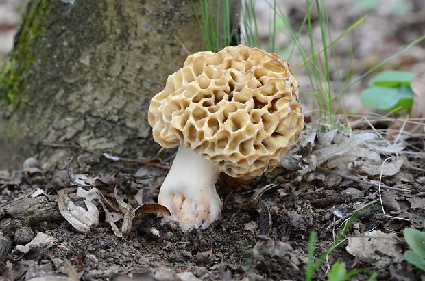 smrčok jedlý Morchella esculenta (L.) Pers.