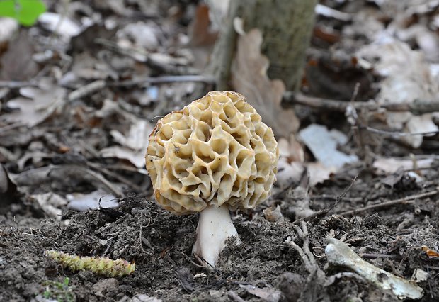 smrčok jedlý Morchella esculenta (L.) Pers.