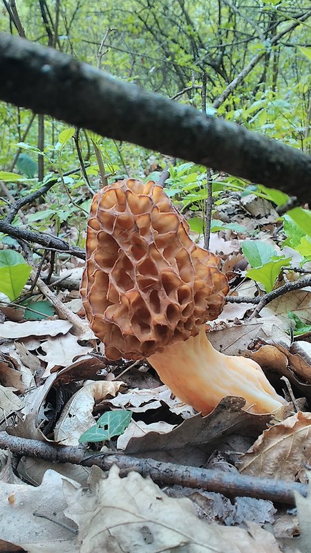 smrčok Morchella sp.