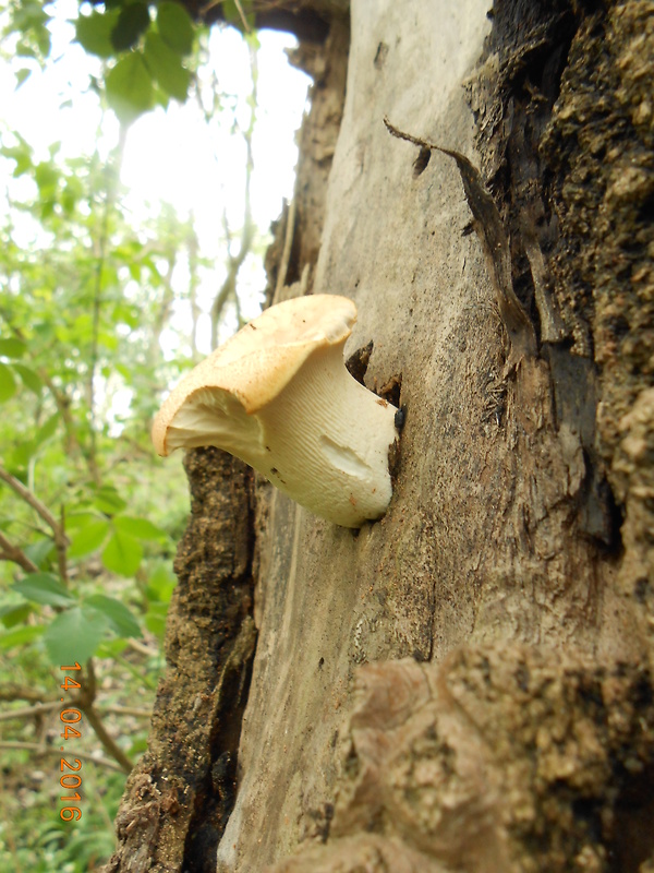 húževnatec pohárovitý Neolentinus schaefferi Redhead & Ginns