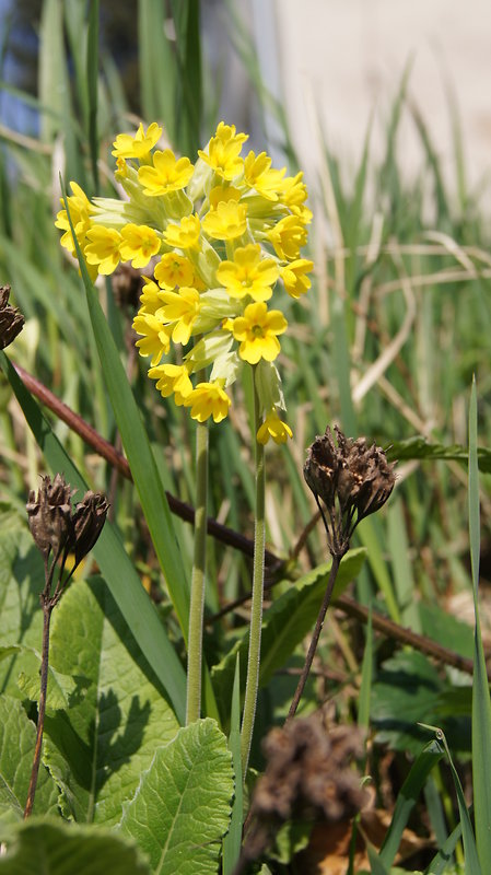 prvosienka jarná Primula veris L.