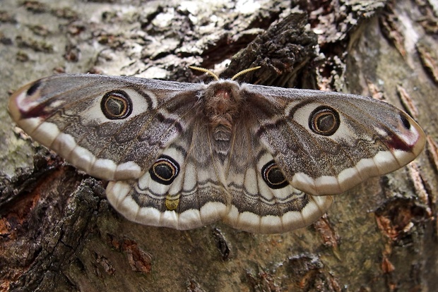 okáň podobný  Saturnia pavoniella