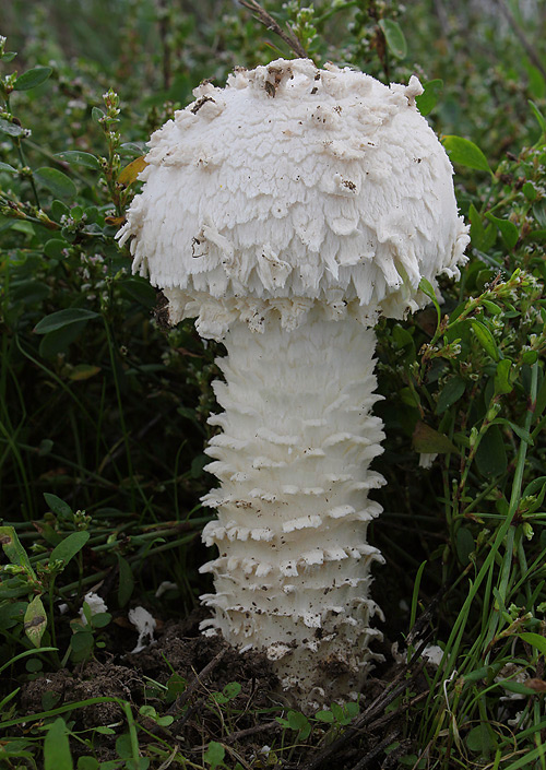 muchotrávka Vittadiniho Amanita vittadinii (Moretti) Vittad.