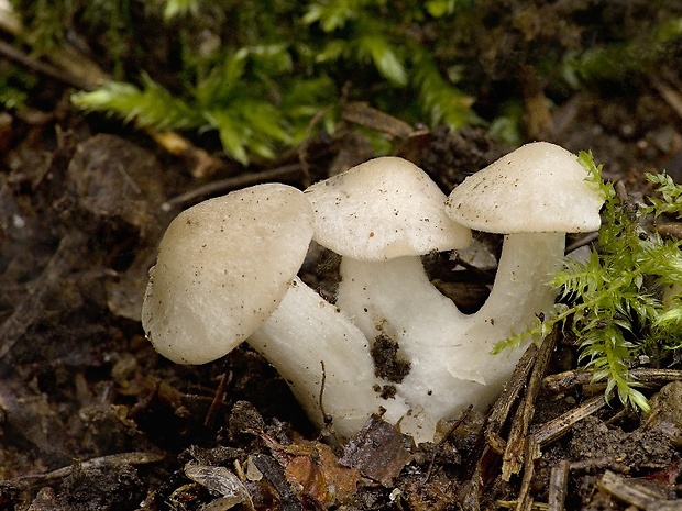 hodvábnica jarná Entoloma clypeatum (L.) P. Kumm.