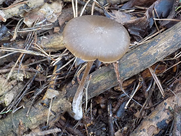 hodvábnica včasná Entoloma vernum S. Lundell