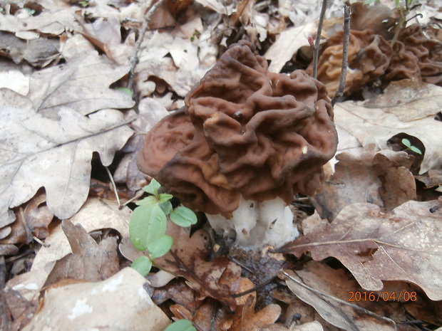 ušiak obrovský Gyromitra gigas (Krombh.) Cooke