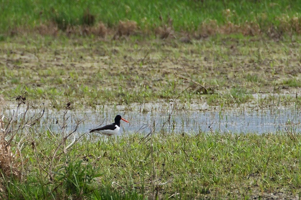 lastúrničiar strakatý Haematopus ostralegus