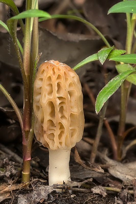 smrčok kužeľovitý Morchella conica Pers.