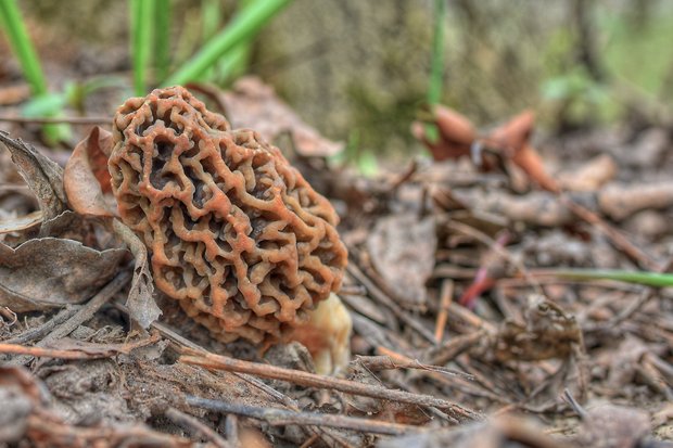 smrčok jedlý Morchella esculenta (L.) Pers.