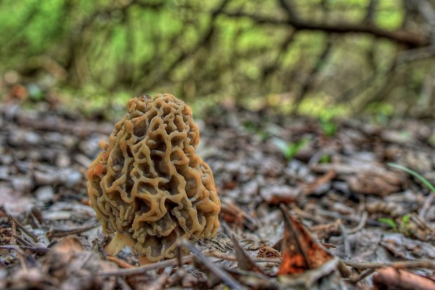 smrčok jedlý Morchella esculenta (L.) Pers.