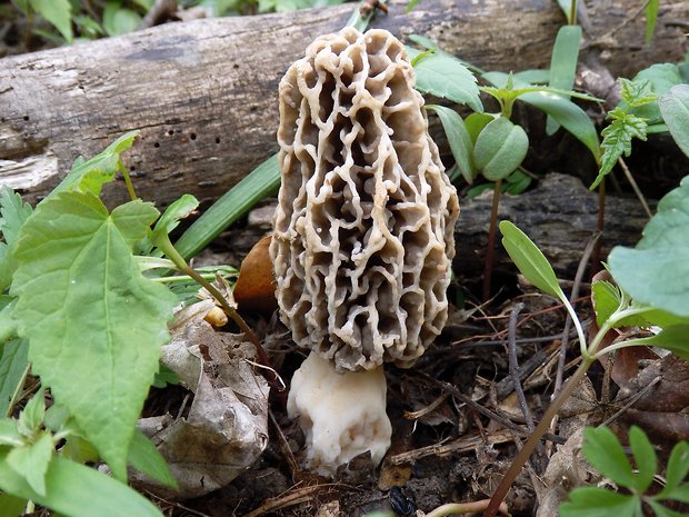 smrčok jedlý Morchella esculenta (L.) Pers.