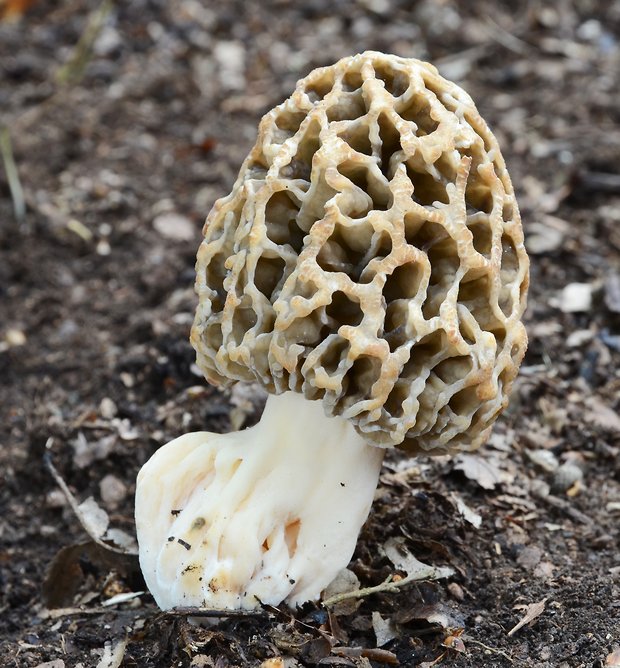 smrčok jedlý Morchella esculenta (L.) Pers.