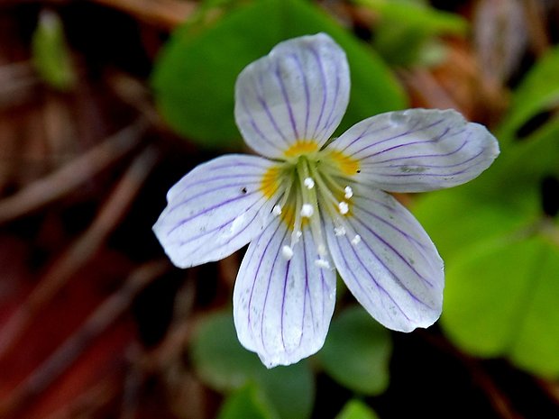 kyslička obyčajná Oxalis acetosella L.