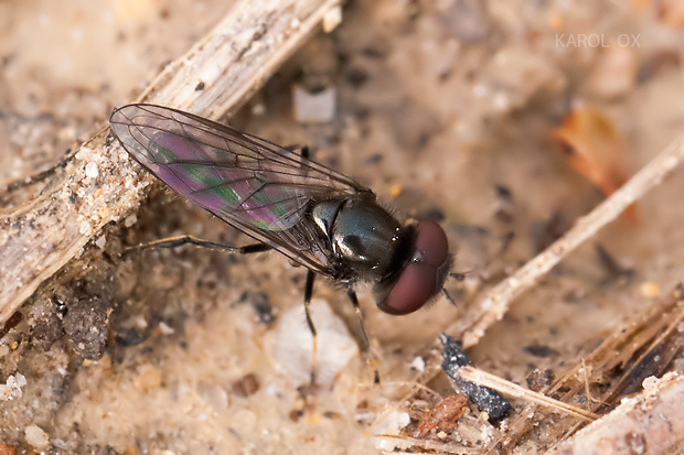 pestrica Platycheirus albimanus Fabricius, 1781