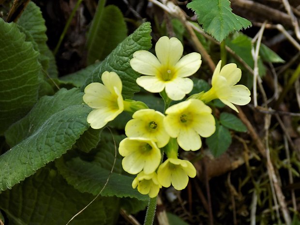 prvosienka vyššia Primula elatior (L.) L.