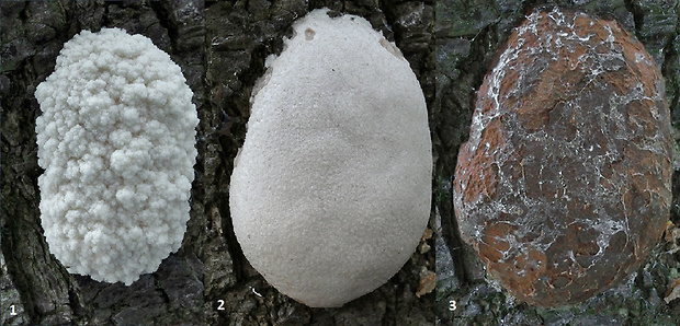 sieťnatka obyčajná Reticularia lycoperdon Bull.