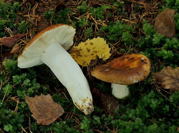 plávka lasičia Russula mustelina Fr.