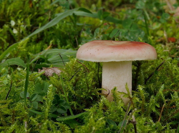 plávka krvavá Russula sanguinaria (Schumach.) Rauschert