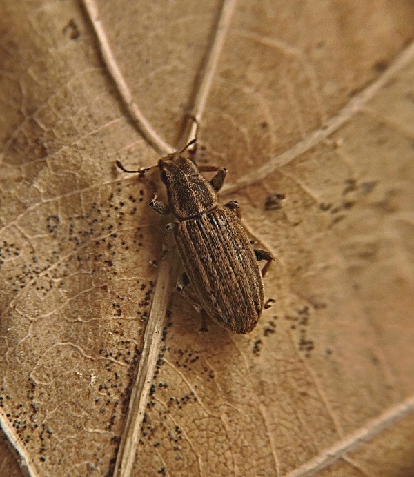 listopas čárkovaný  Sitona lineatus Linnaeus, 1758