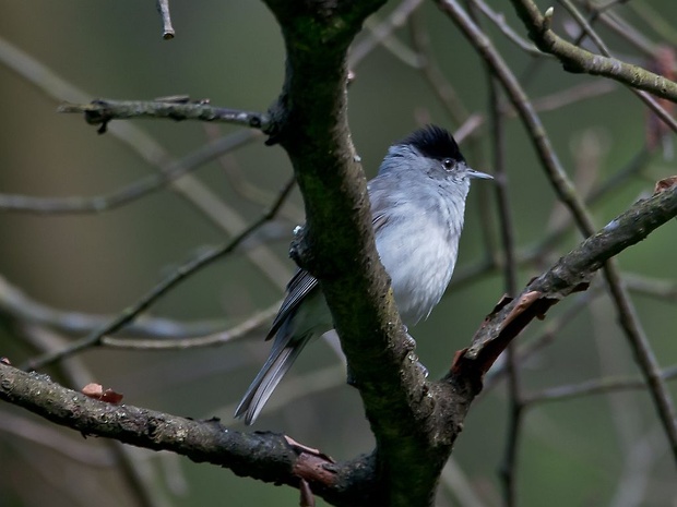 penica čiernohlavá Sylvia atricapilla