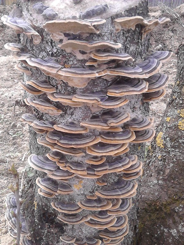 trúdnikovec pestrý Trametes versicolor (L.) Lloyd