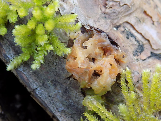 rôsolovka priesvitná ? Tremella encephala Willd.