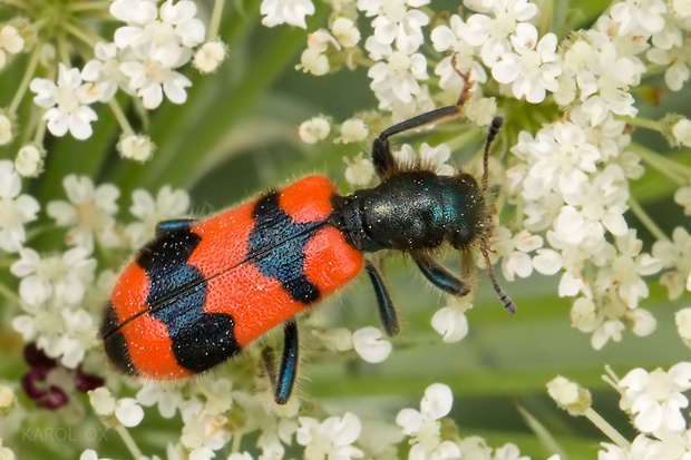 pestroš včelí Trichodes apiarius