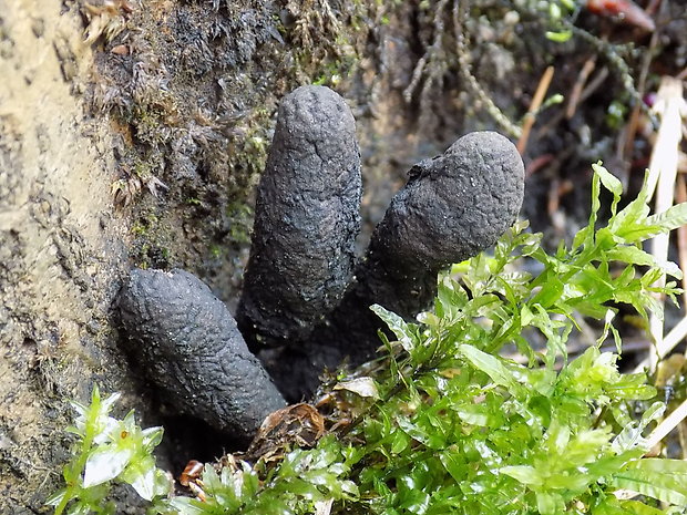 drevnatec Xylaria sp.