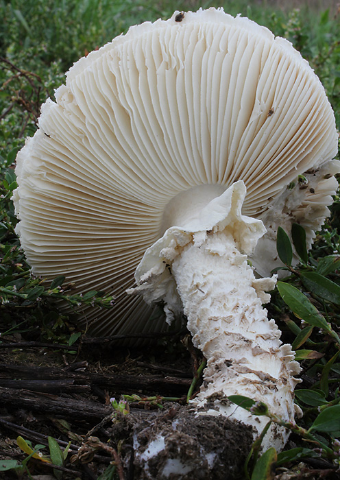 muchotrávka Vittadiniho Amanita vittadinii (Moretti) Vittad.