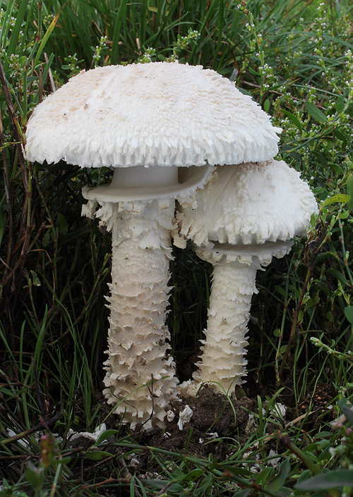 muchotrávka Vittadiniho Amanita vittadinii (Moretti) Vittad.