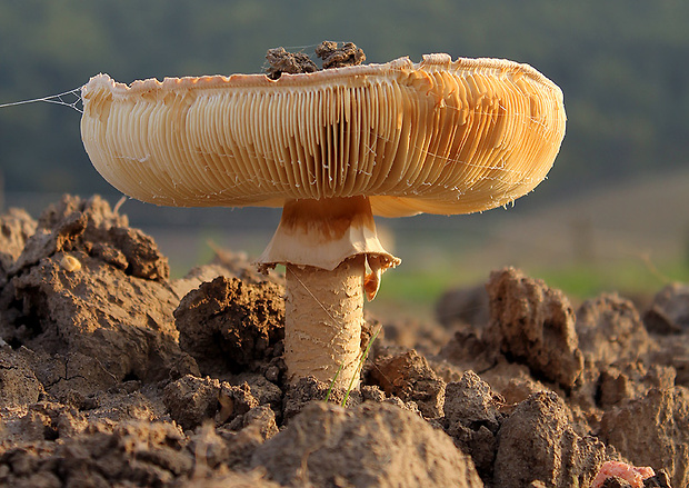 muchotrávka Vittadiniho Amanita vittadinii (Moretti) Vittad.