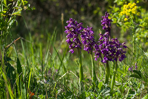 červenohlav obyčajný Anacamptis morio (L.) R. M. Bateman, A. M. Pringeon & M. W. Chase