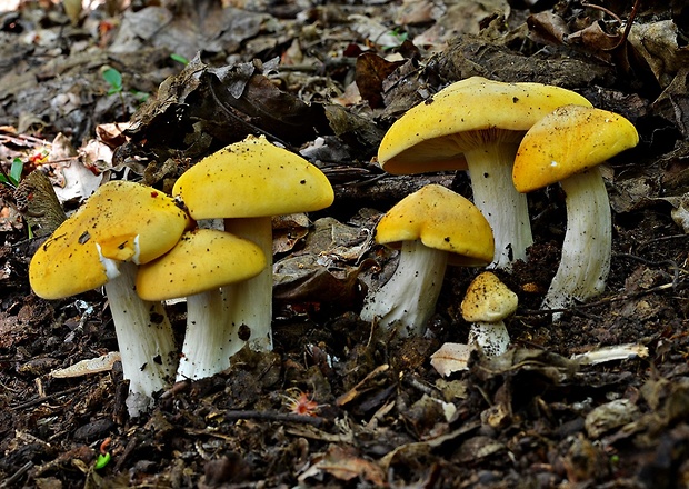 čírovnica májová Calocybe gambosa (Fr.) Donk